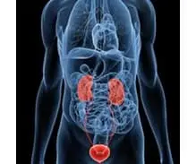 Kidney and Bladder Combo